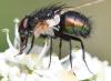 Lucilia sp.